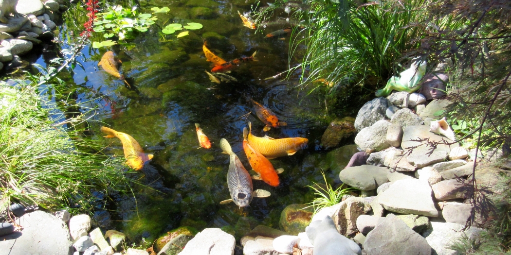 Balíček Garden Pond Extra