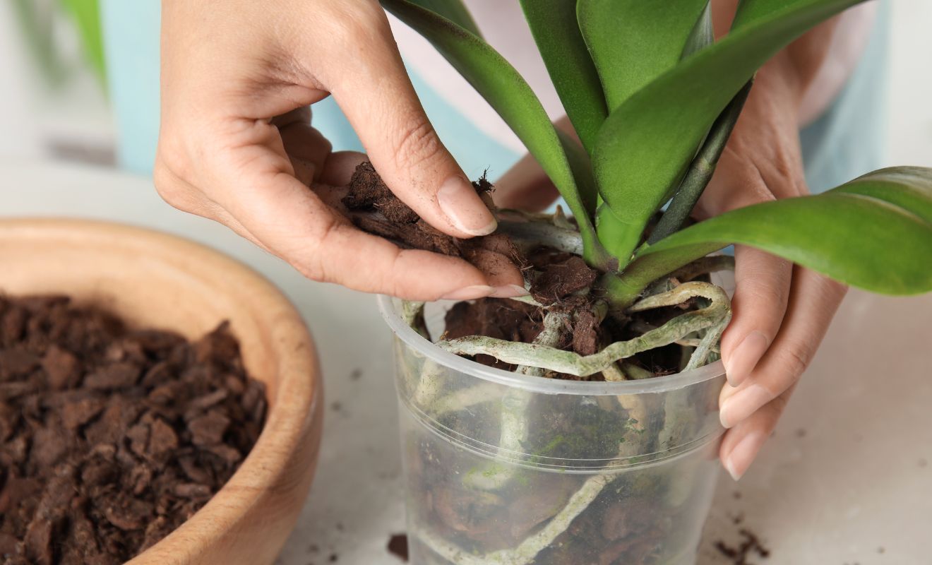 Orchidej patří mezi nejoblíbenější okrasné rostliny, ale pro mnohé se může její pěstování zdát náročné. Ve skutečnosti však péče o orchidej není složitá – stačí dbát na správné zalévání, vhodné prořezávání a pravidelné přesazování.