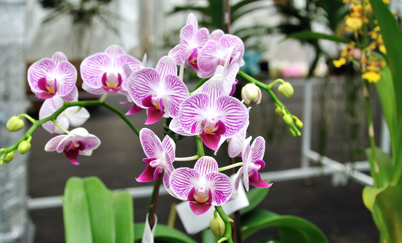 KDY A JAK PŘESAZOVAT ORCHIDEJ