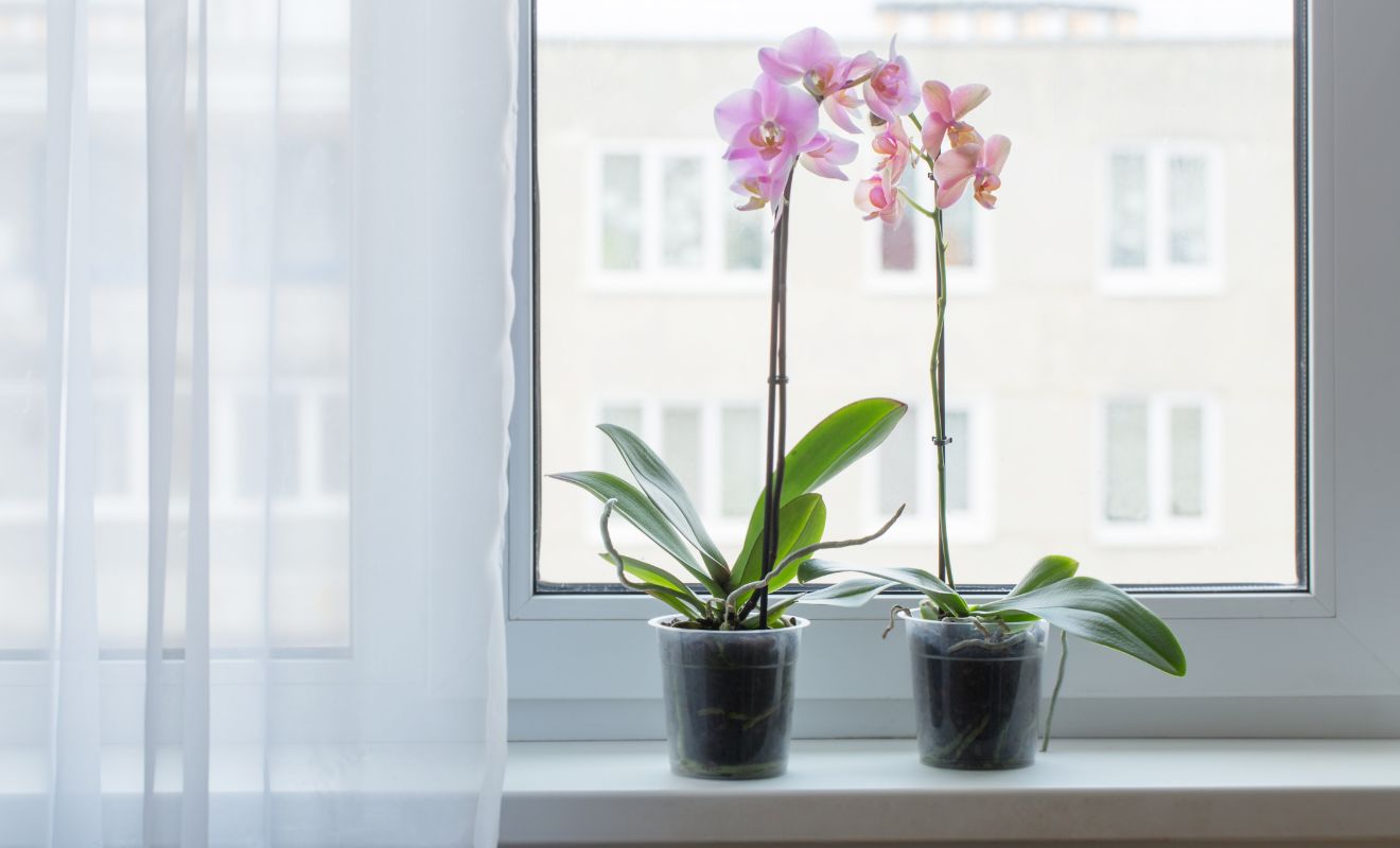 KDY A JAK PŘESAZOVAT ORCHIDEJ