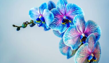 KDY A JAK PŘESAZOVAT ORCHIDEJ