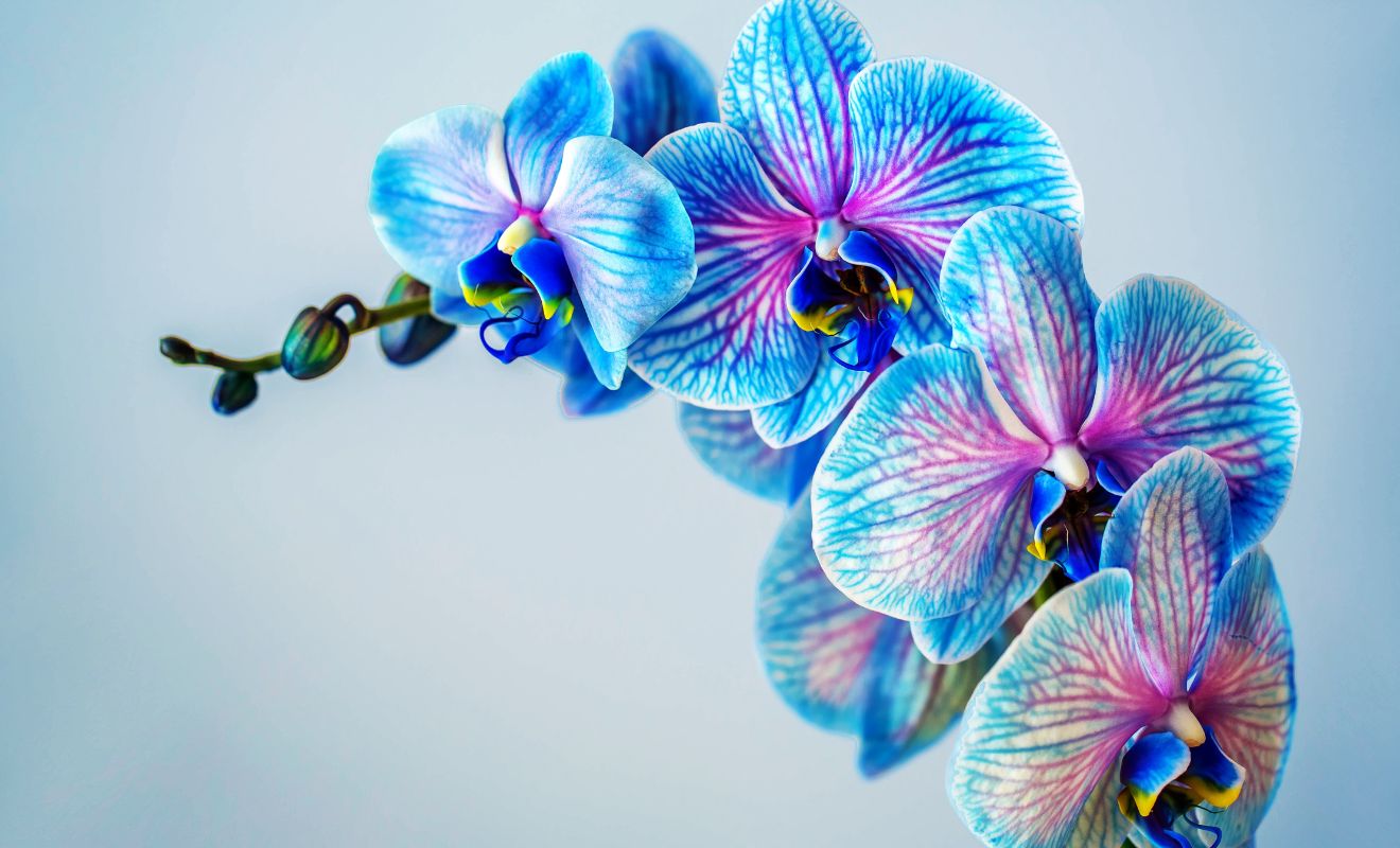 KDY A JAK PŘESAZOVAT ORCHIDEJ