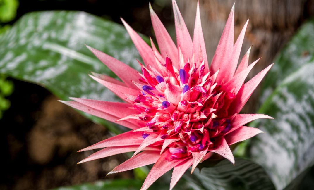 ECHMEA FASCIATA DO BYTU – TAKTO PEČUJTE O TUTO VÝJIMEČNOU TROPICKOU KRÁSKU