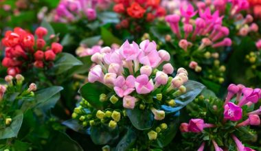 Péče o kolopejku (kalanchoe)