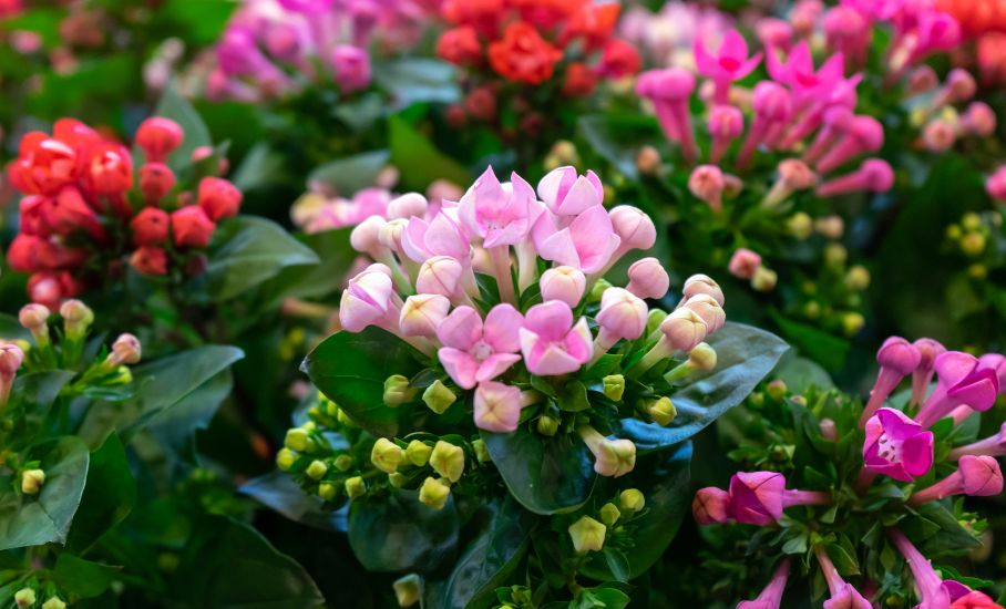 PÉČE O KOLOPEJKU (KALANCHOE)  