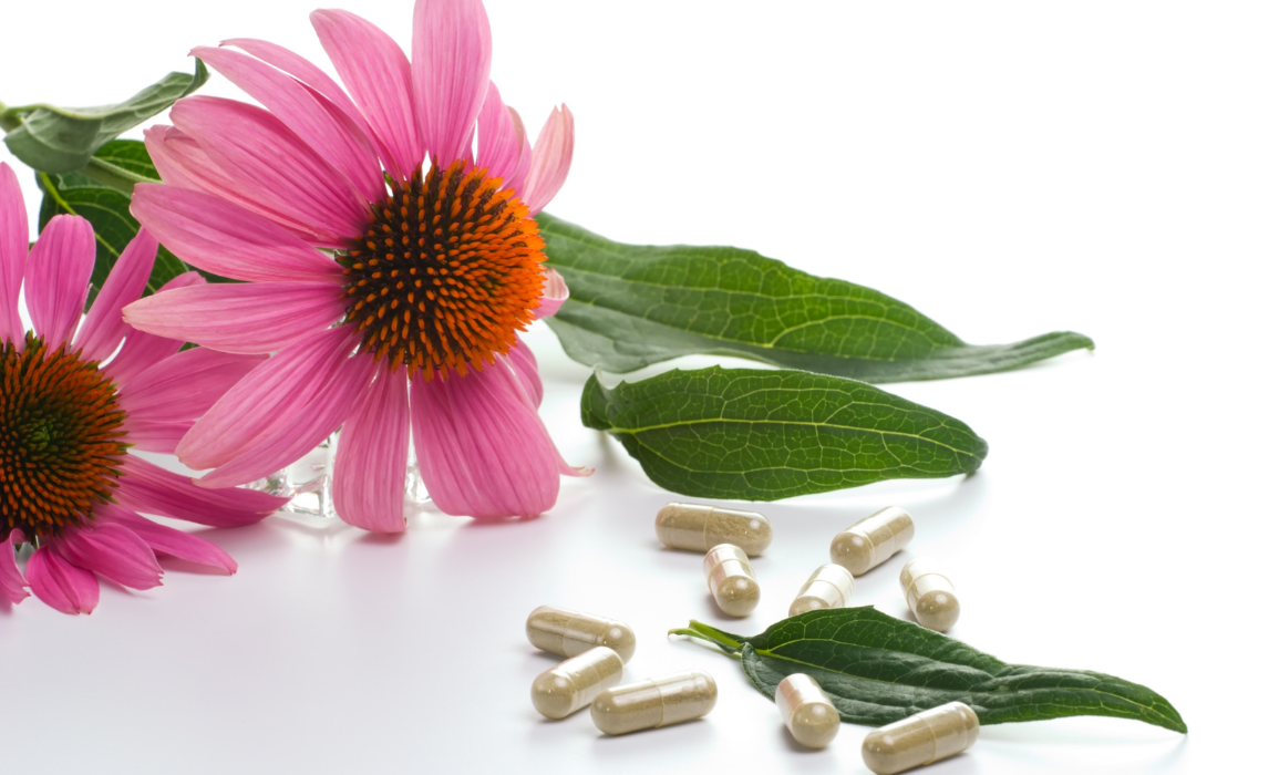 Třapatka (Echinacea)