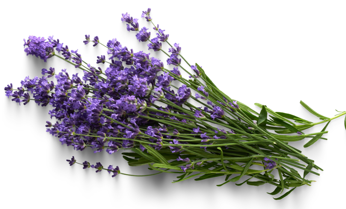 Levandule (Lavandula angustifolia) 