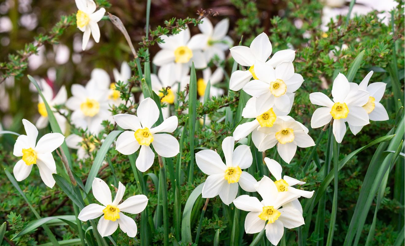 Narcis (Narcissus) – zářivě zlatý posel jara 