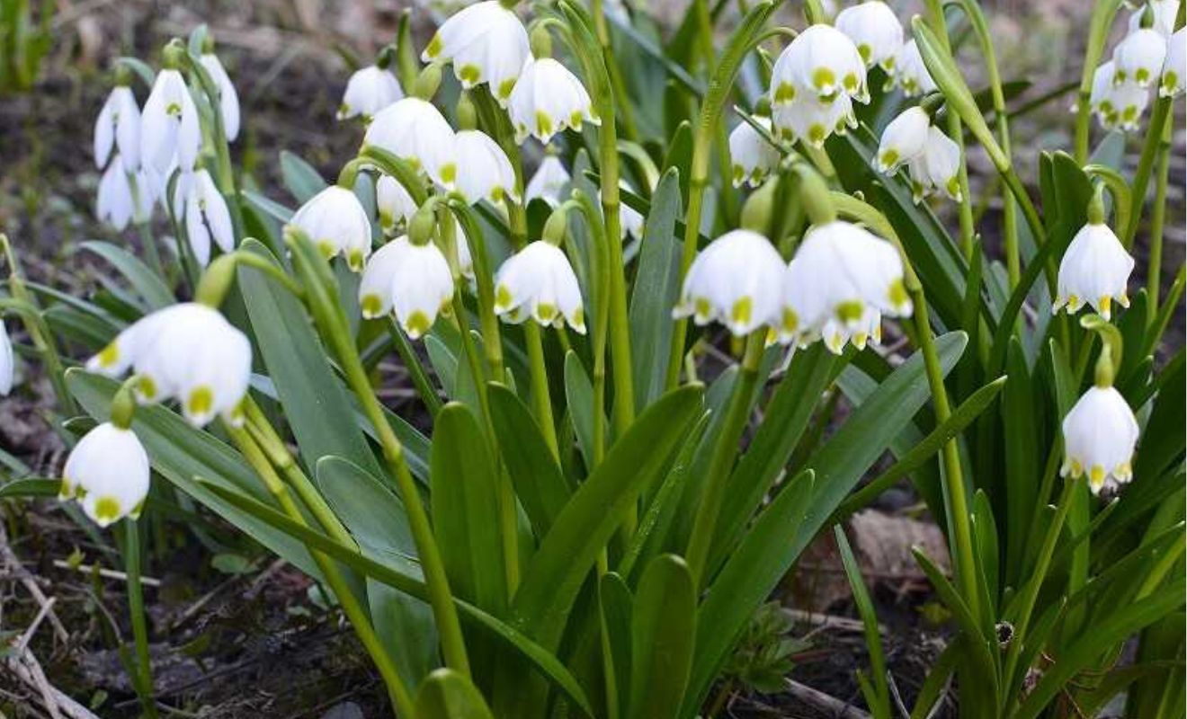 Bledule (Leucojum) – půvabná krása jarních cibulovin