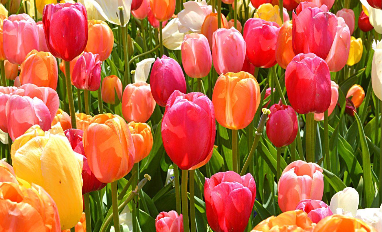 Tulipán – pestrobarevná královna jarních cibulovin