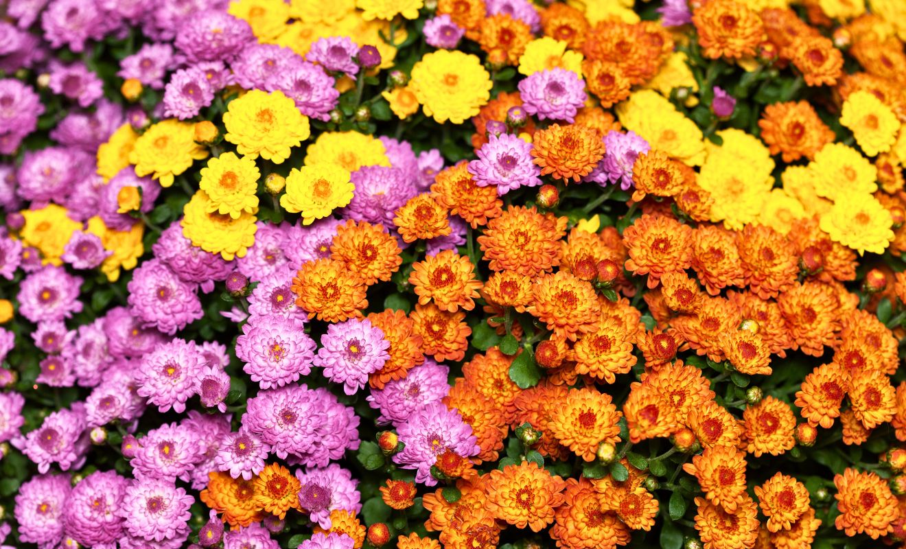 Péče o chryzantému: Praktické tipy 