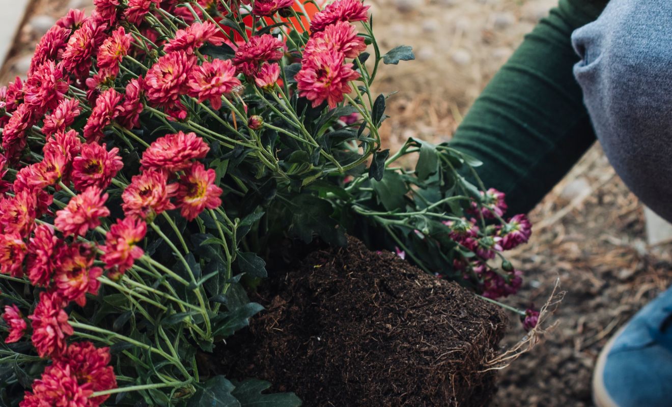 chryzantému
