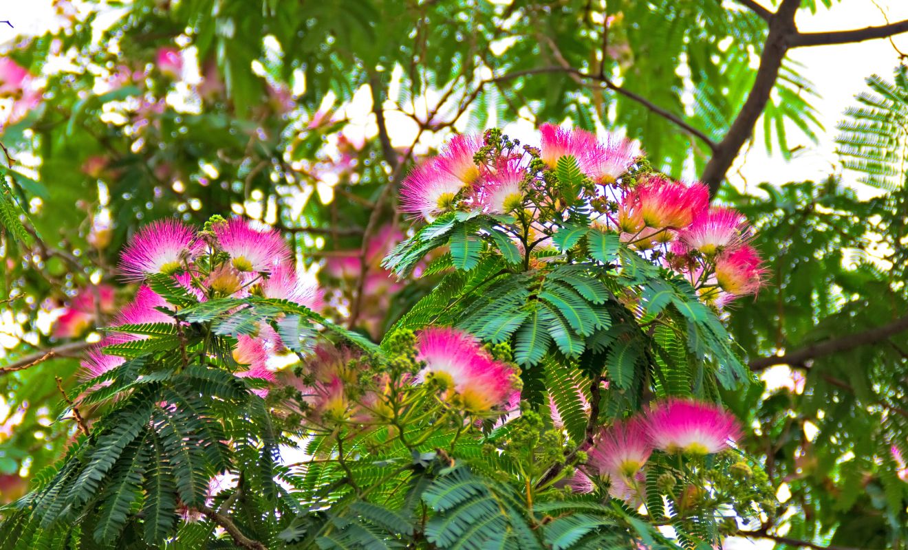 Albízie hedvábná