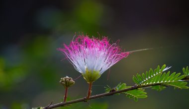 Albizia julibrissin