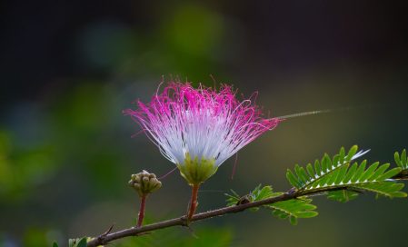 Albizia julibrissin