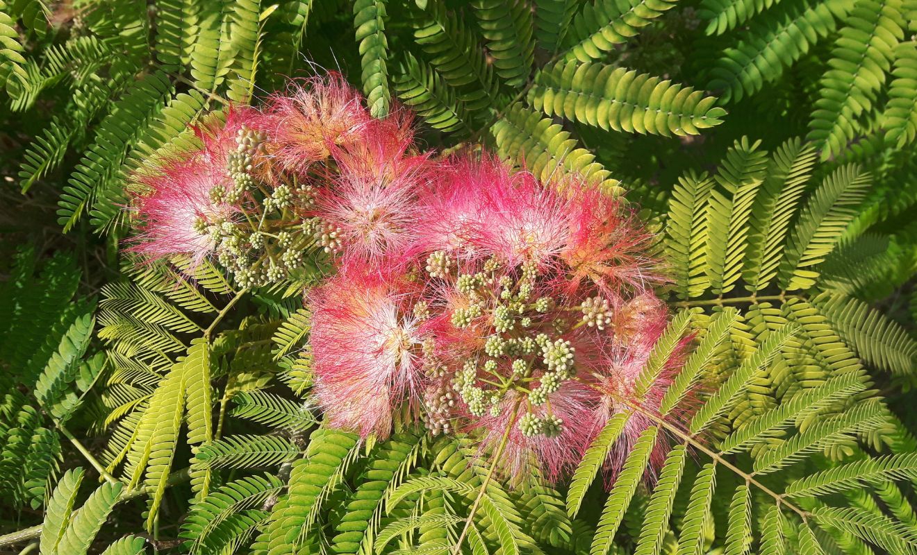 Albizia julibrissin