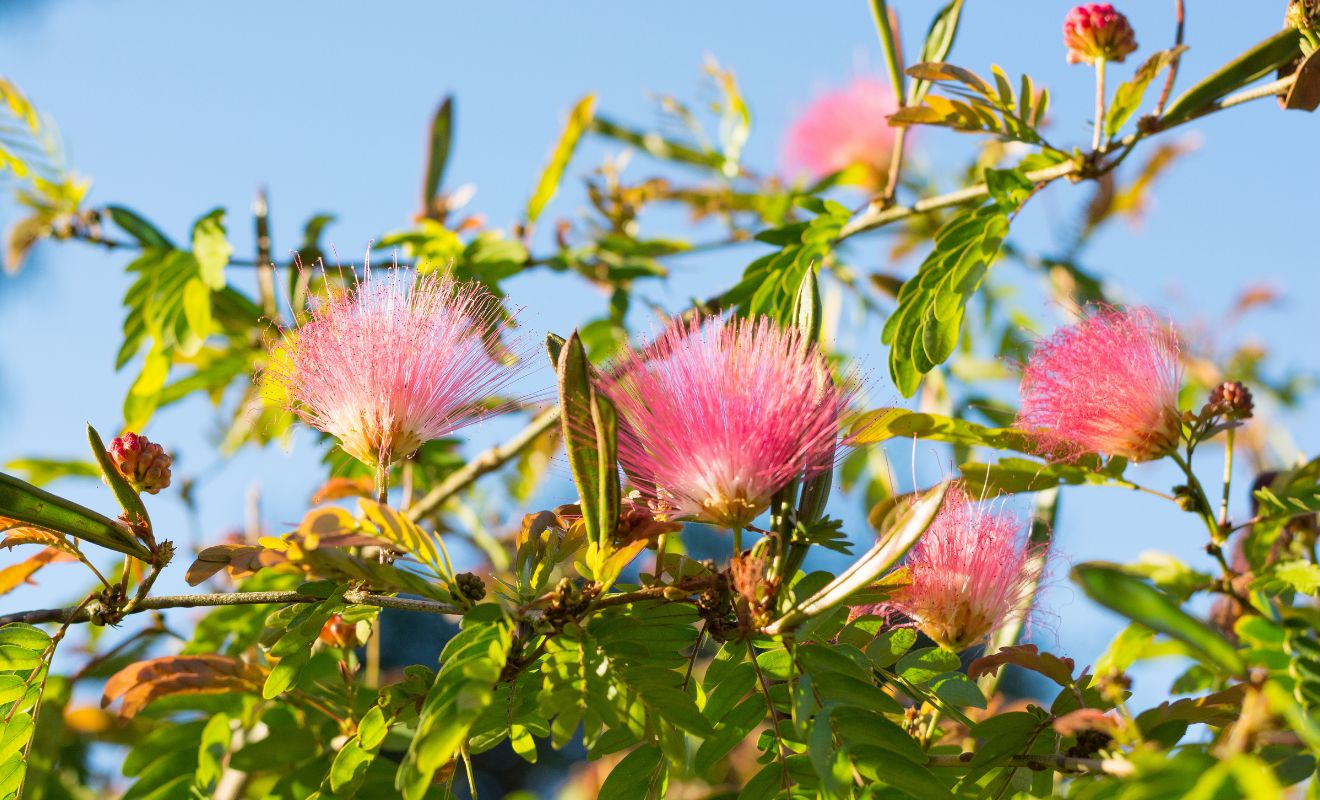 Albizia julibrissin