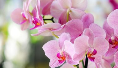 Zimování orchidejí