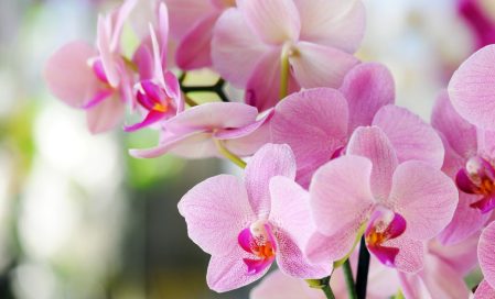 Zimování orchidejí