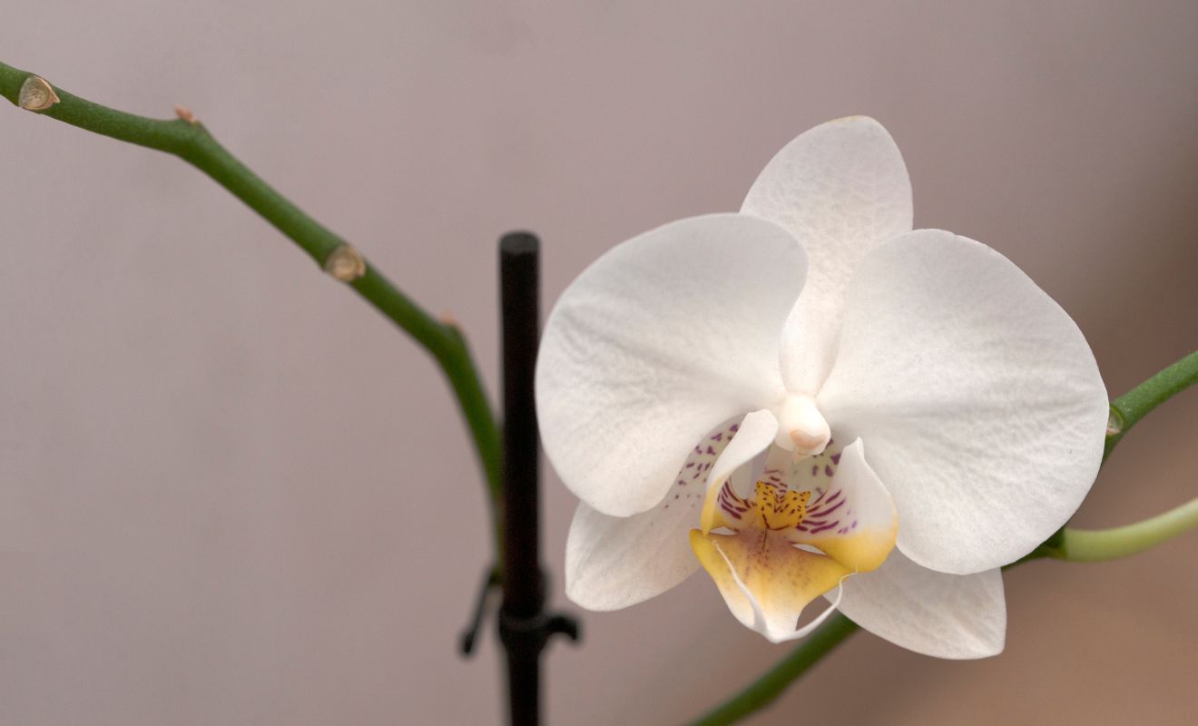 Zimování orchidejí