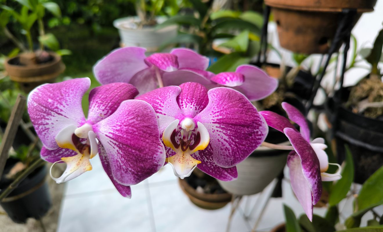 Zimování orchidejí 