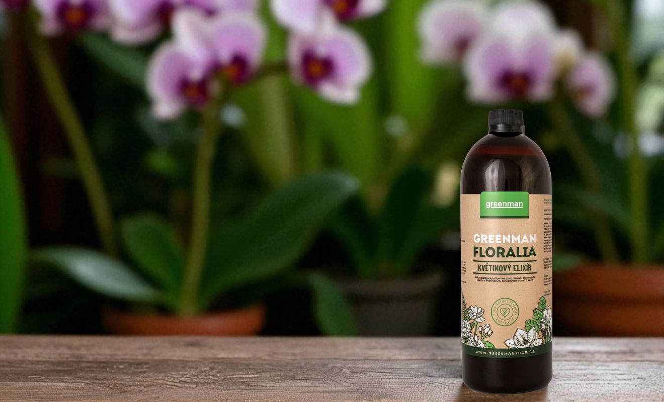 Zimování orchidejí