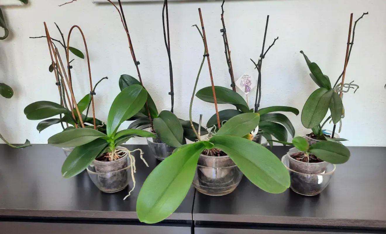 Zimování orchidejí