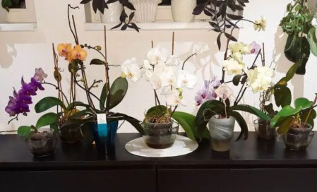 Zimování orchidejí