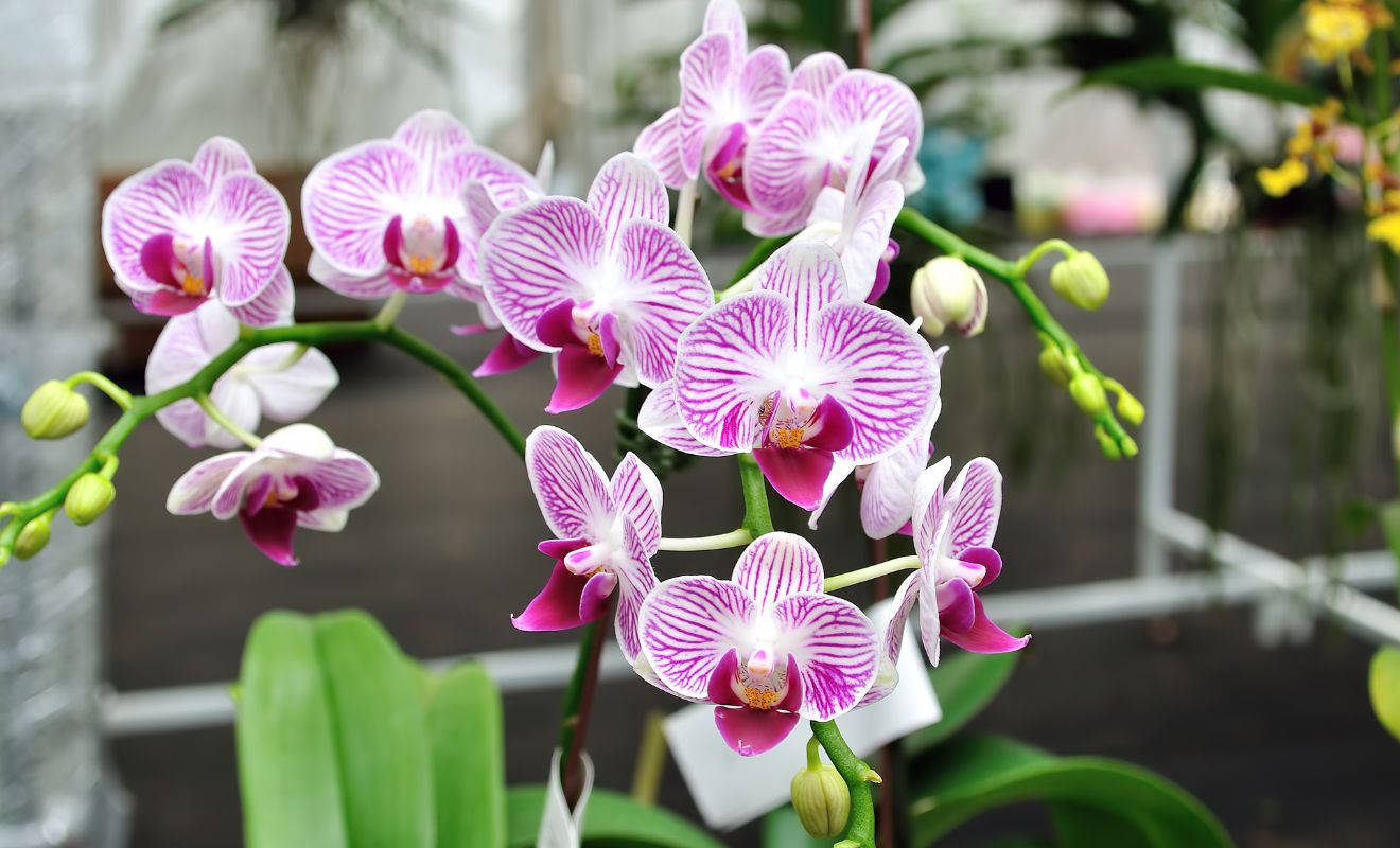 Zimování orchidejí