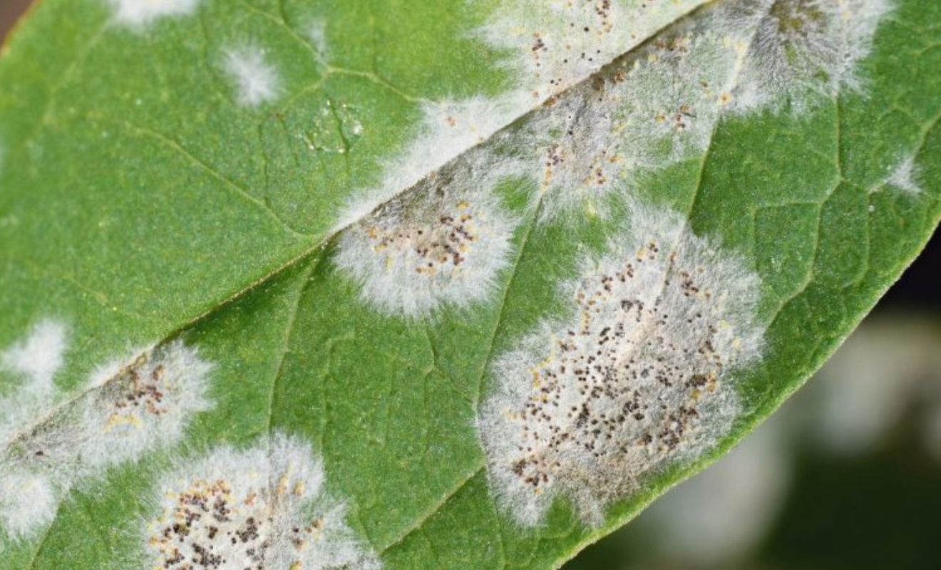 Nejčastější choroby pokojových rostlin