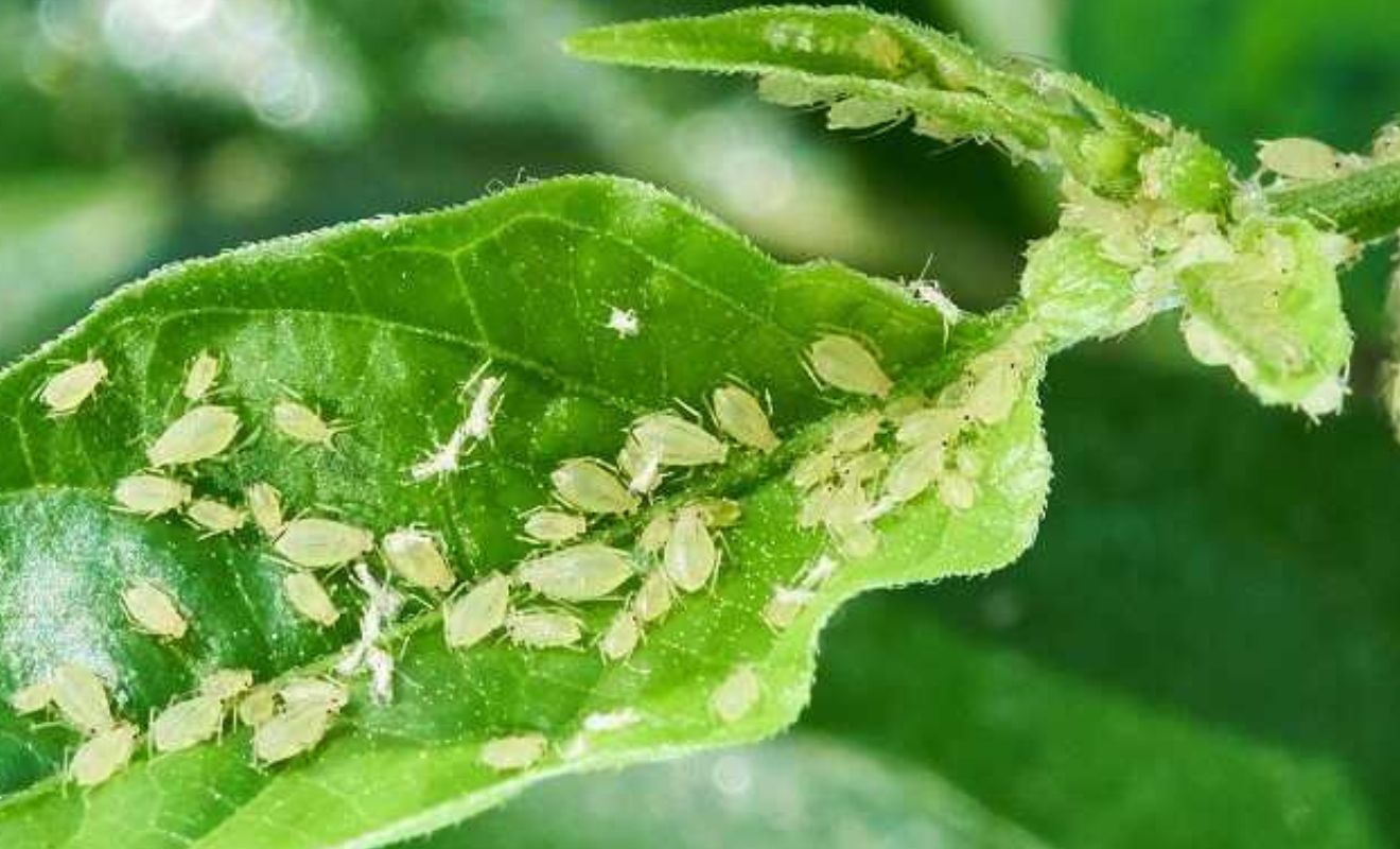 Nejčastější choroby pokojových rostlin