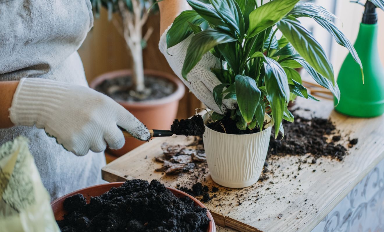 Nejčastější choroby pokojových rostlin