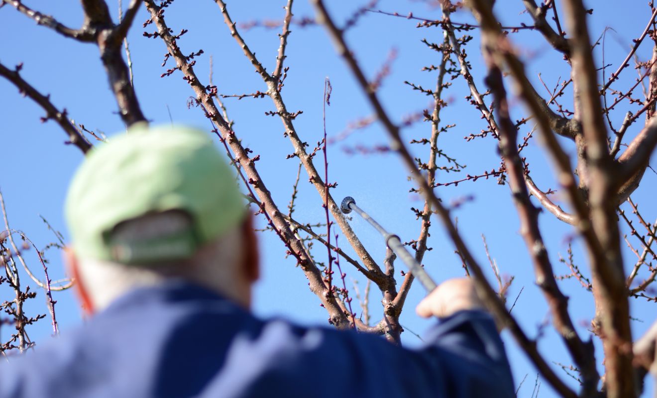 Jarní práce na zahradě: řez, ošetření ran a postřik 