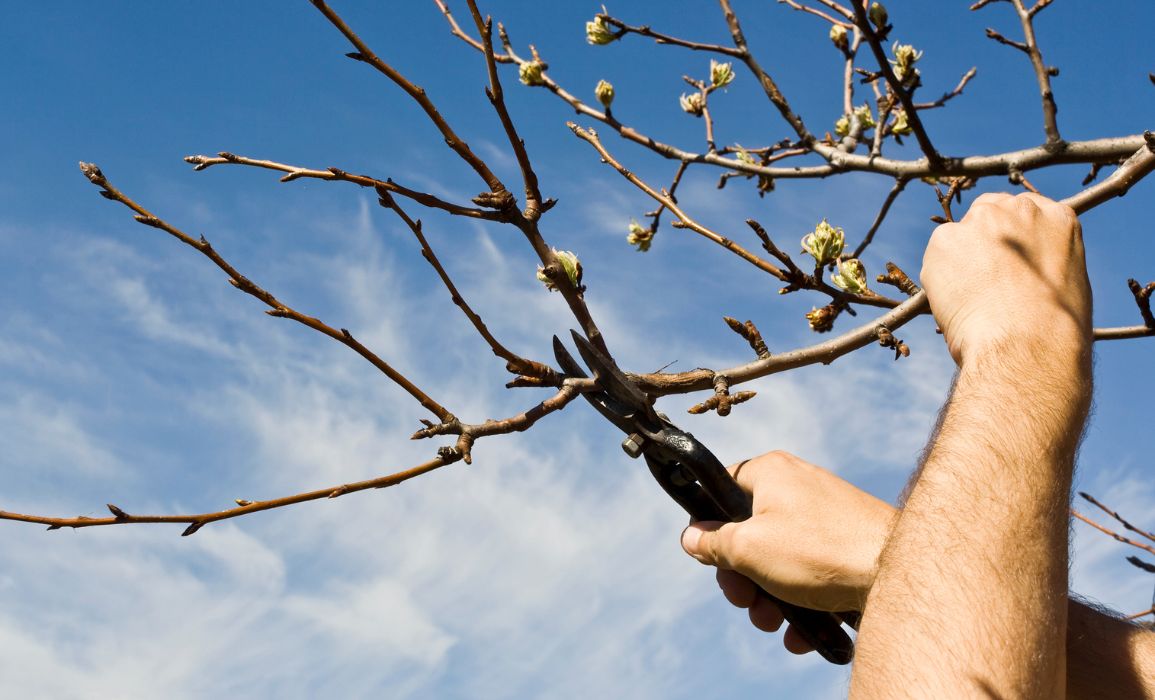 Jarní práce na zahradě: řez, ošetření ran a postřik