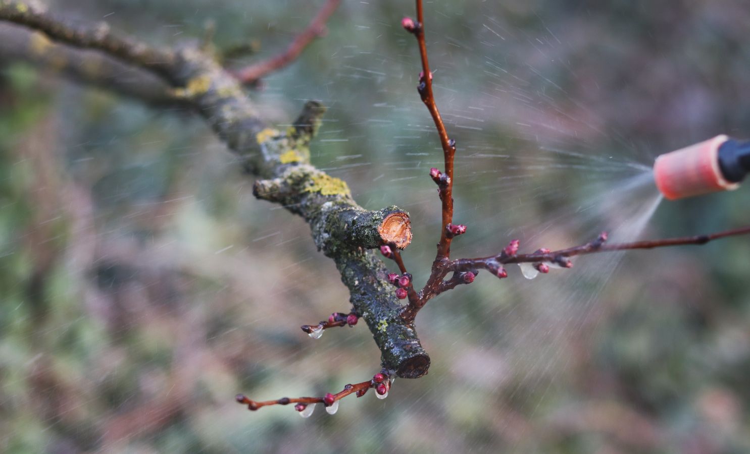 Jarní předjarní postřik – proč, jak a čím? 