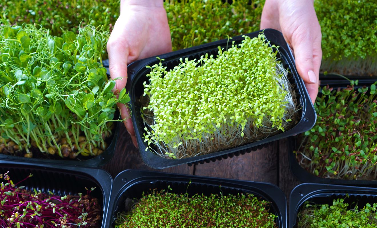 Pěstování mikrozeleniny v interiéru