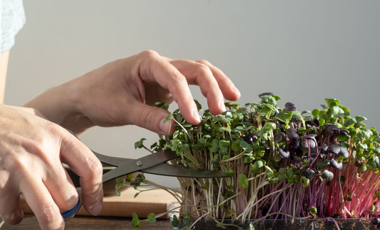 Pěstování mikrozeleniny v interiéru