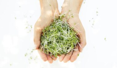 Pěstování mikrozeleniny v interiéru