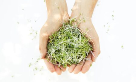 Pěstování mikrozeleniny v interiéru