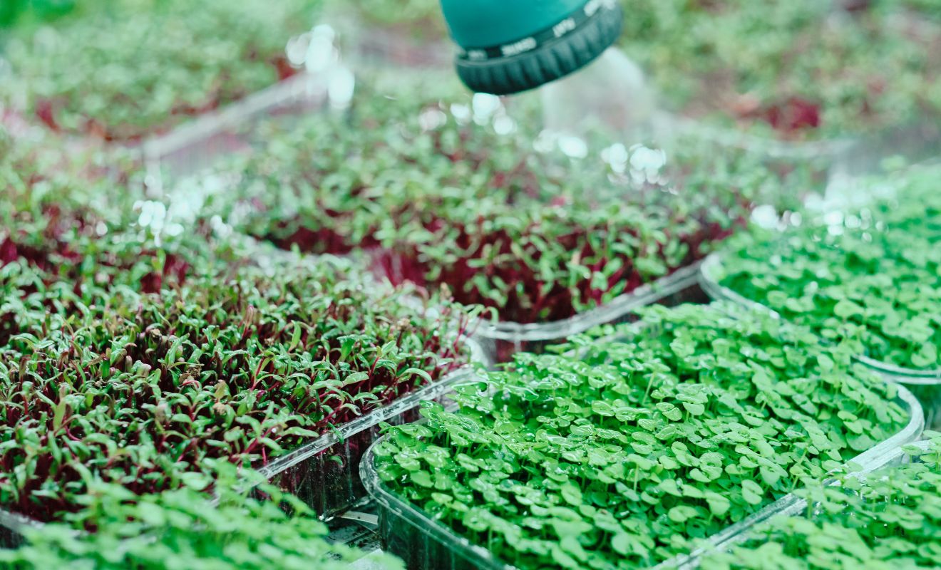 Pěstování mikrozeleniny v interiéru