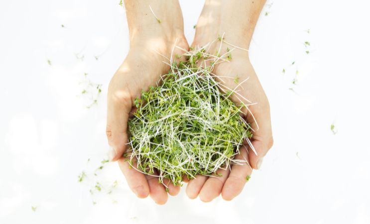 Pěstování mikrozeleniny v interiéru