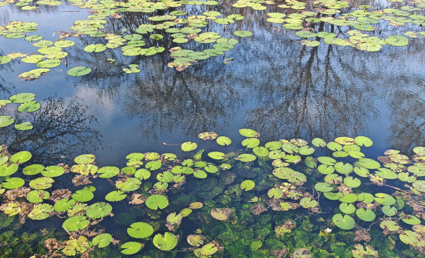 Čištění zahradního jezírka přírodními metodami 