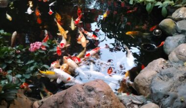 Čištění zahradního jezírka přírodními metodami