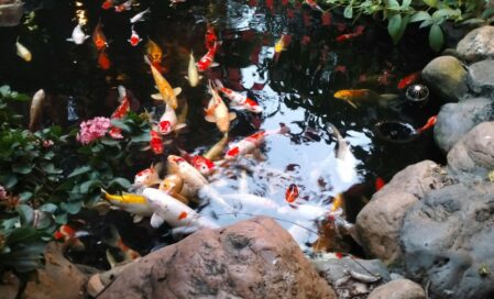 Čištění zahradního jezírka přírodními metodami