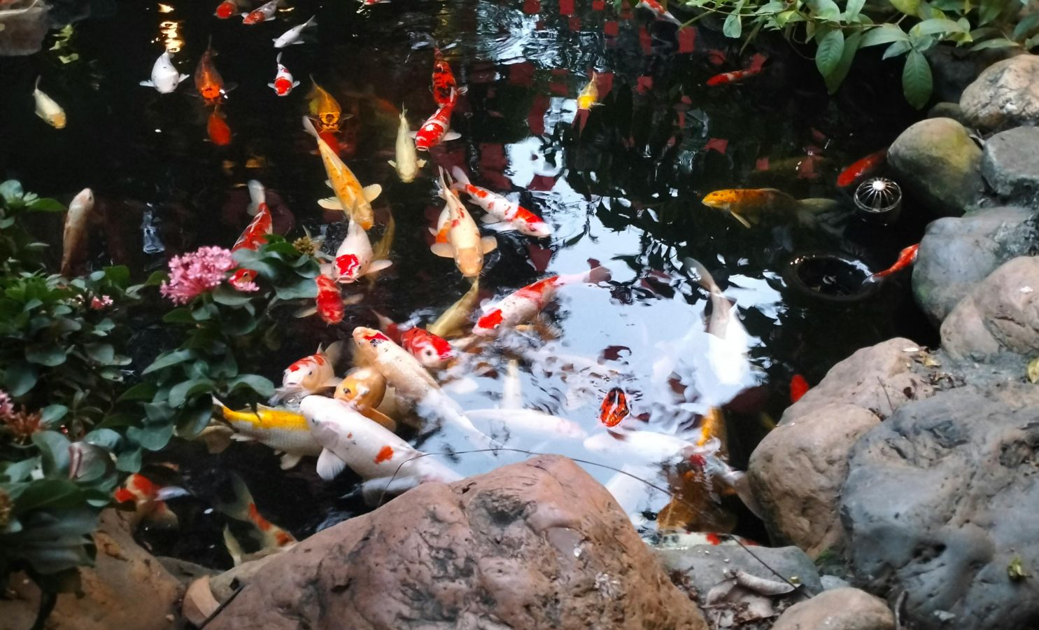 Čištění zahradního jezírka přírodními metodami