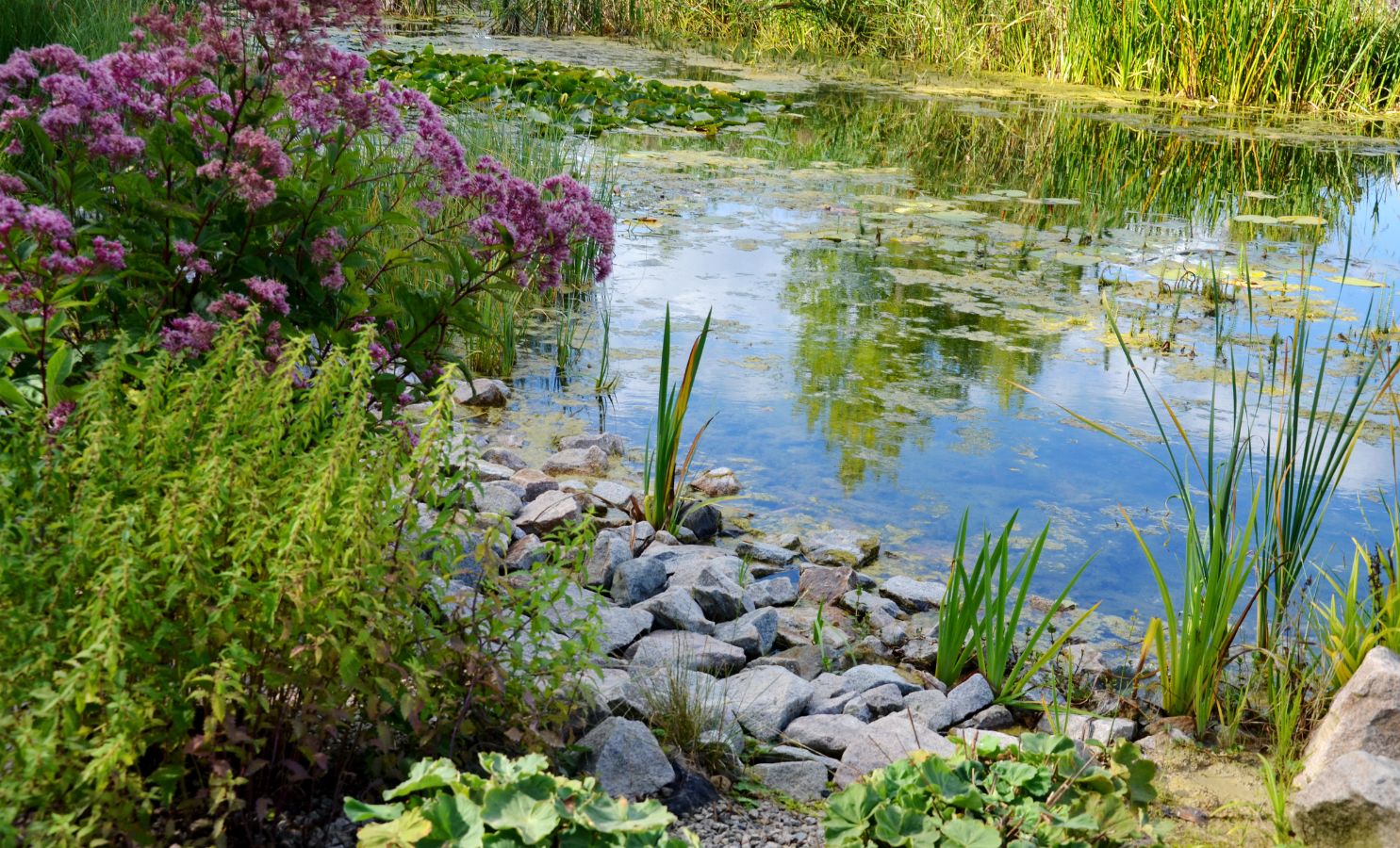 Čištění zahradního jezírka přírodními metodami 