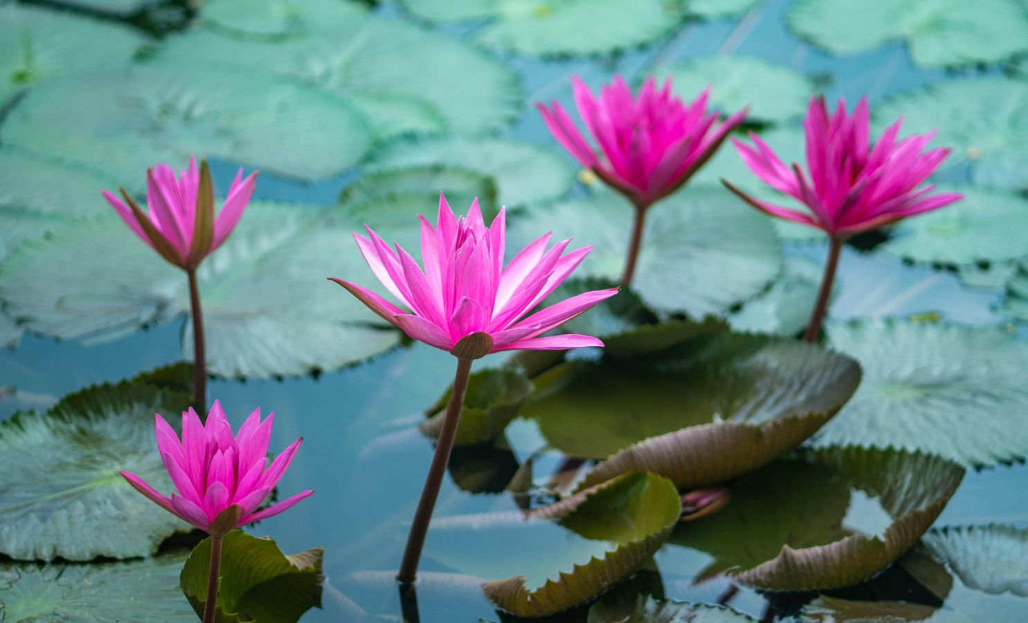 Čištění zahradního jezírka přírodními metodami 