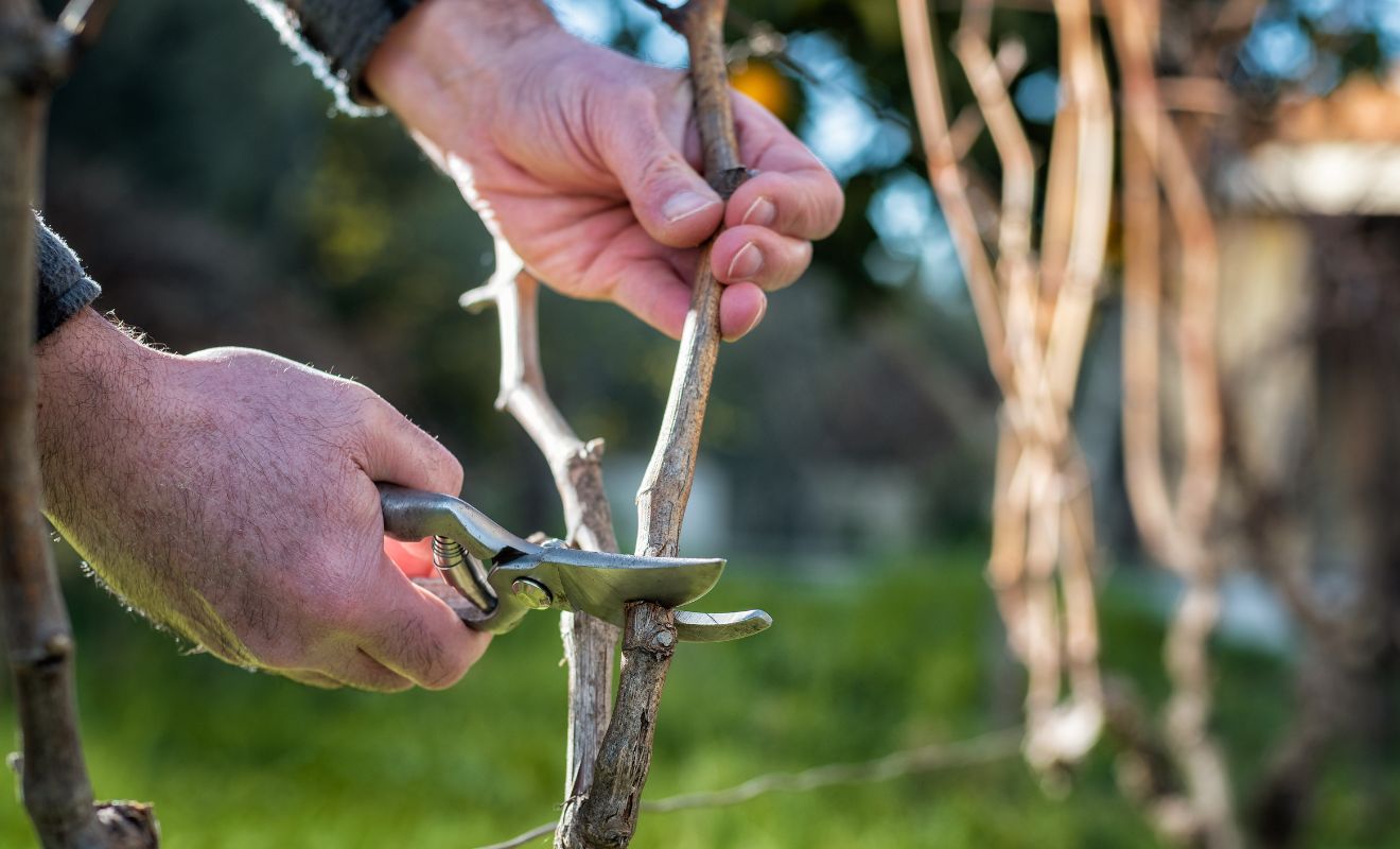 Posílení vinné révy formou postřiku – Greenman Agro