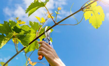 Řez vinné révy: tipy pro bohatou úrodu