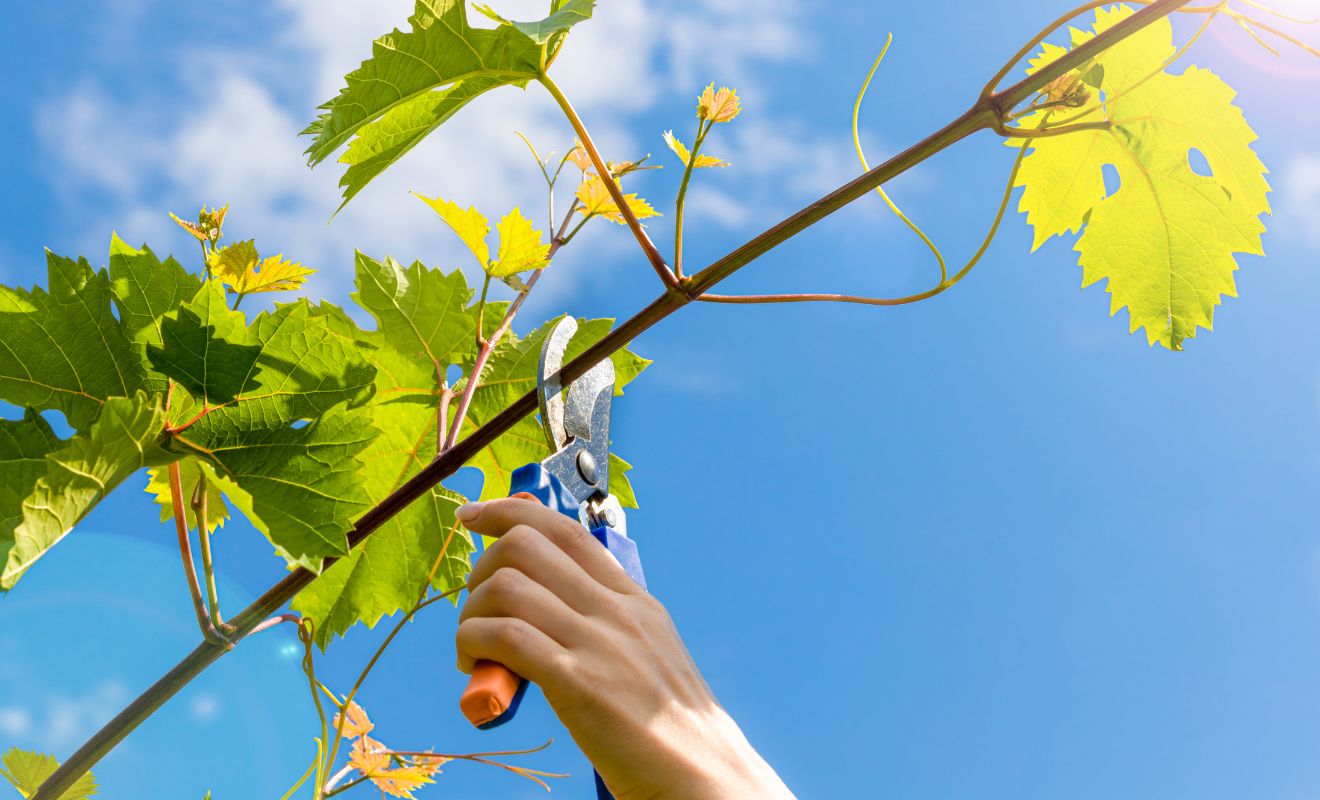 Řez vinné révy: tipy pro bohatou úrodu